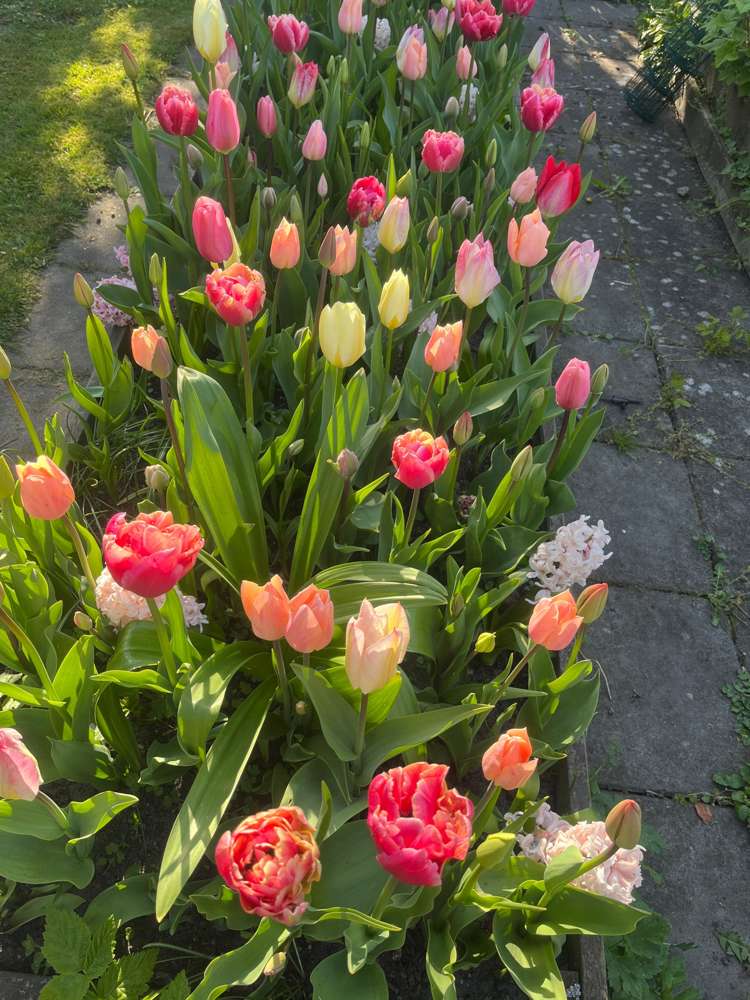 'Svaneke Delight' exklusiv lökmix